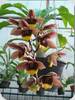 Catasetum Broga Black Leopard